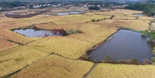 德安：加強濕地候鳥(niǎo)保護 共建和美生態(tài)家園
